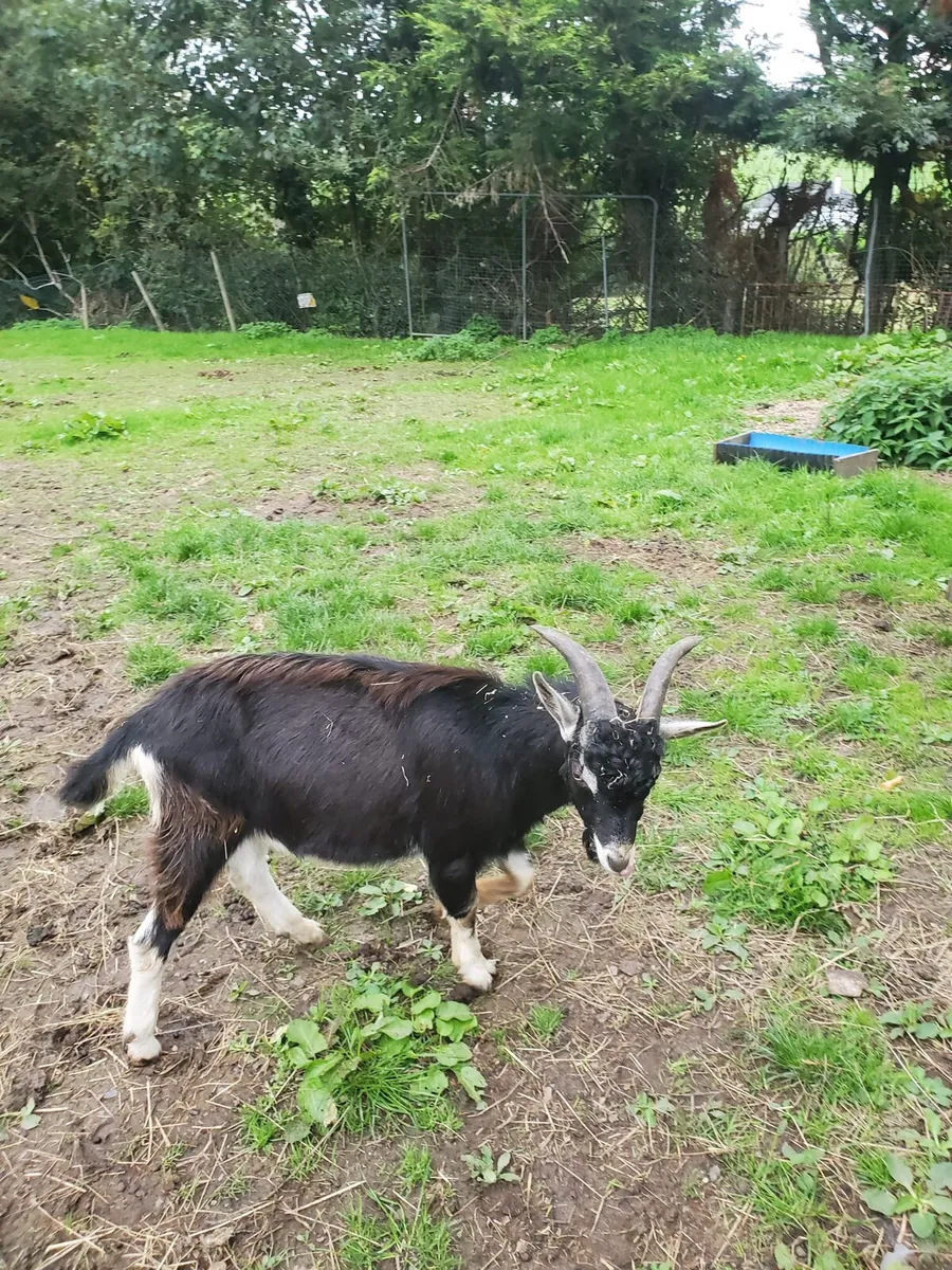 Puc goat - Image 2