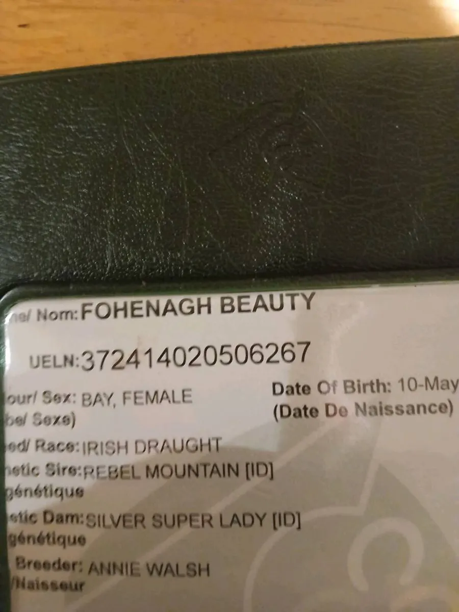 Irish Draught - Image 2