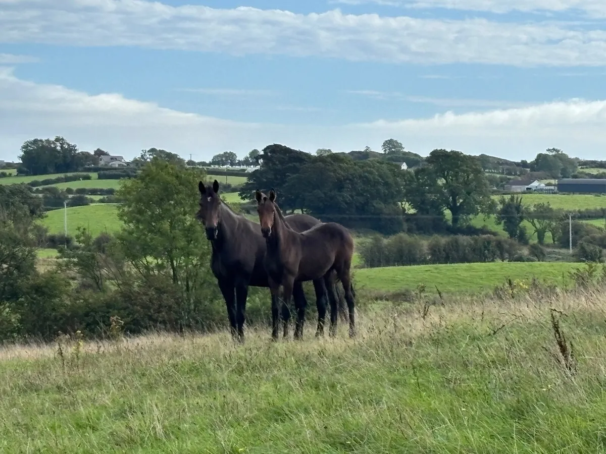 SPORT HORSE FILLY FOAL. Excellent jumping pedigree - Image 3