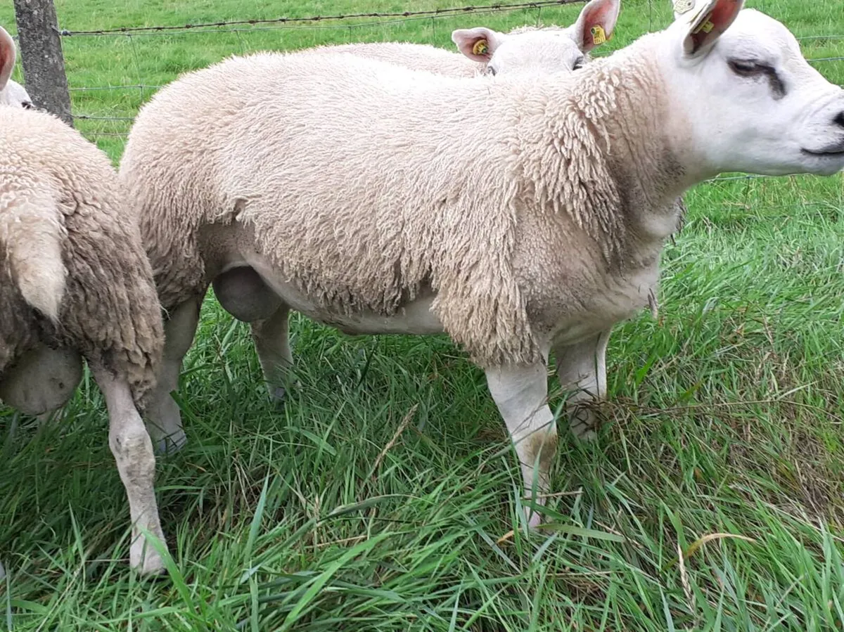 Texel ram Lambs (6)
