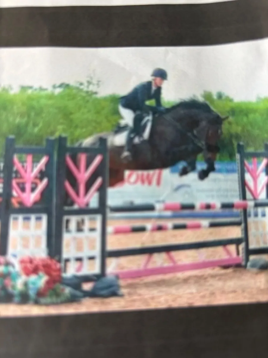 SPORT HORSE FILLY FOAL. Excellent jumping pedigree - Image 4