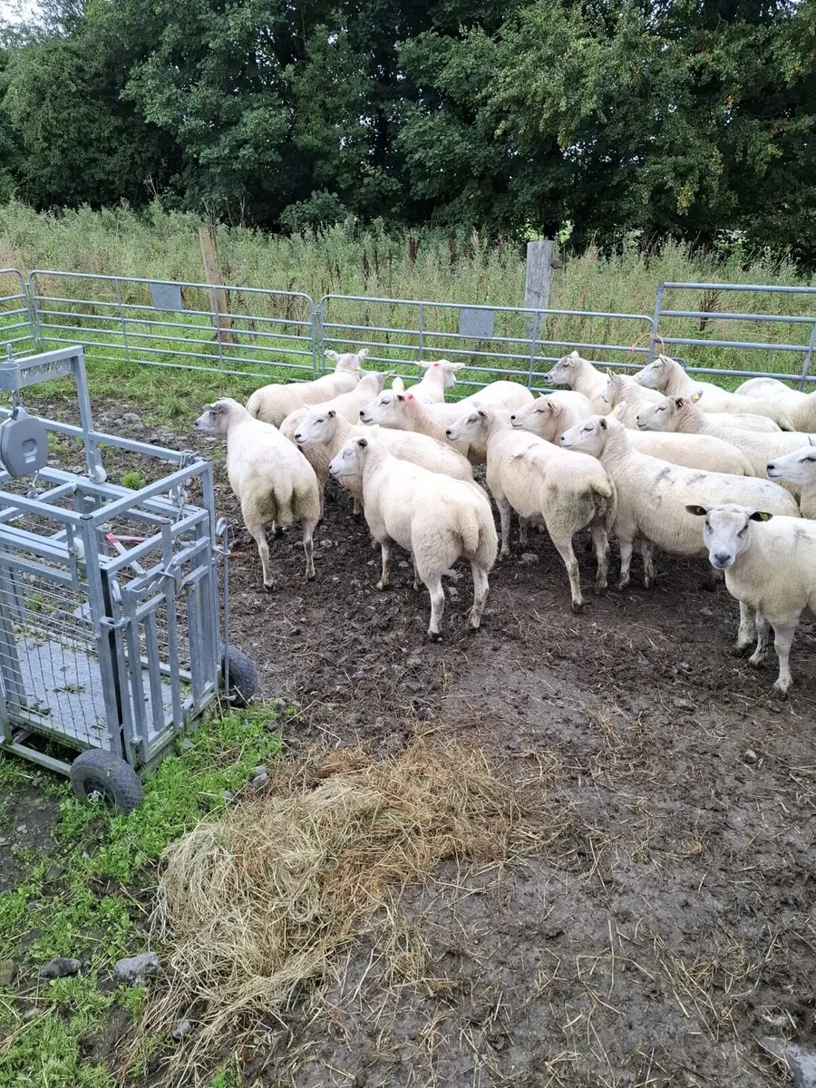 Texel 1st crop ewes and hoggets - Image 1