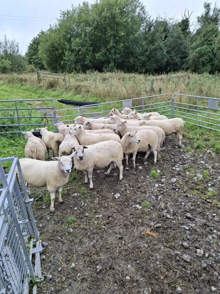 Texel 1st crop ewes and hoggets - Image 2