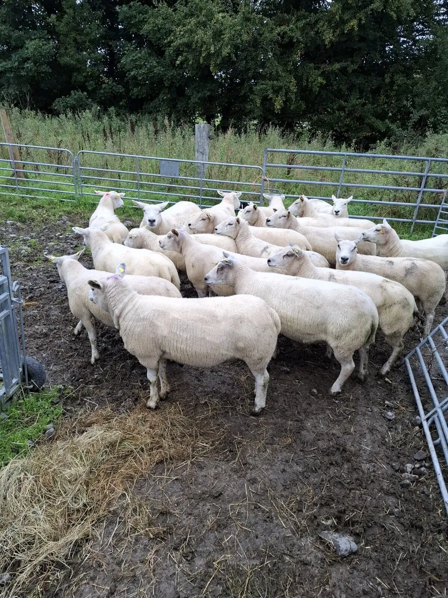 Texel 1st crop ewes and hoggets - Image 3