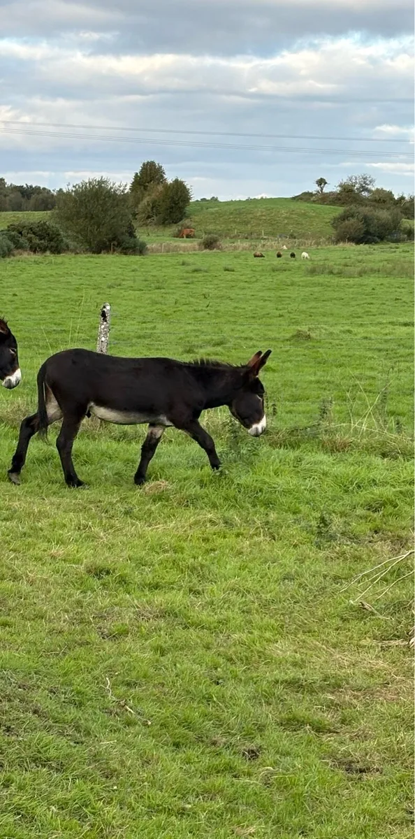 Donkey