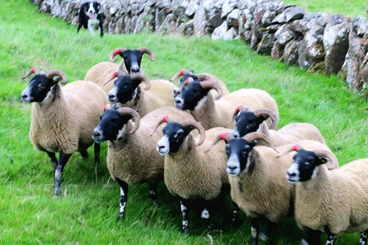 🔥🔥Lanark hoggets - Image 2