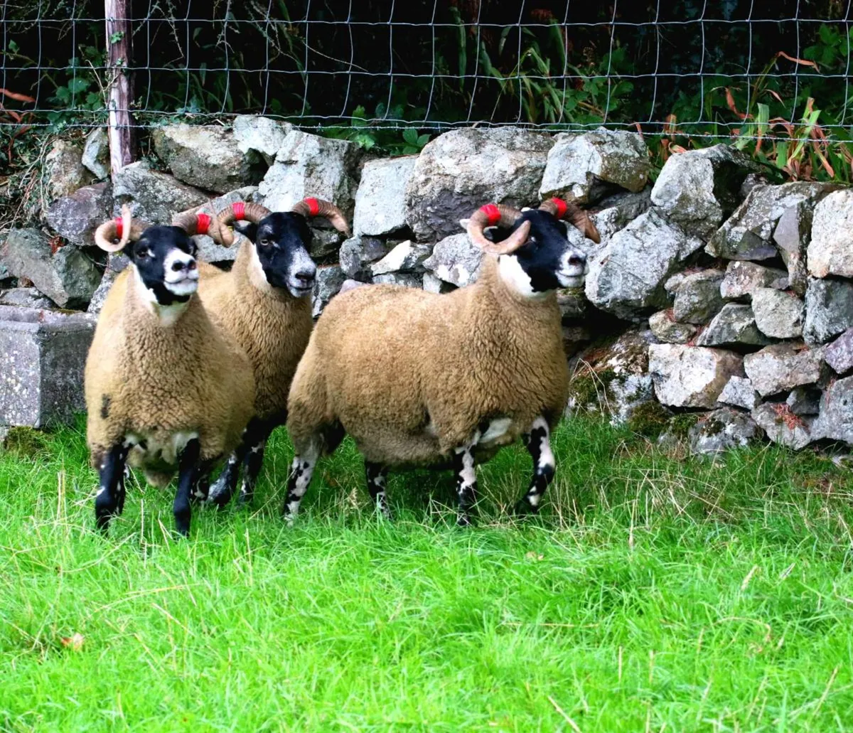 🔥🔥Lanark hoggets - Image 3