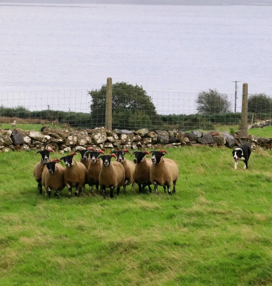 🔥🔥Lanark hoggets - Image 4