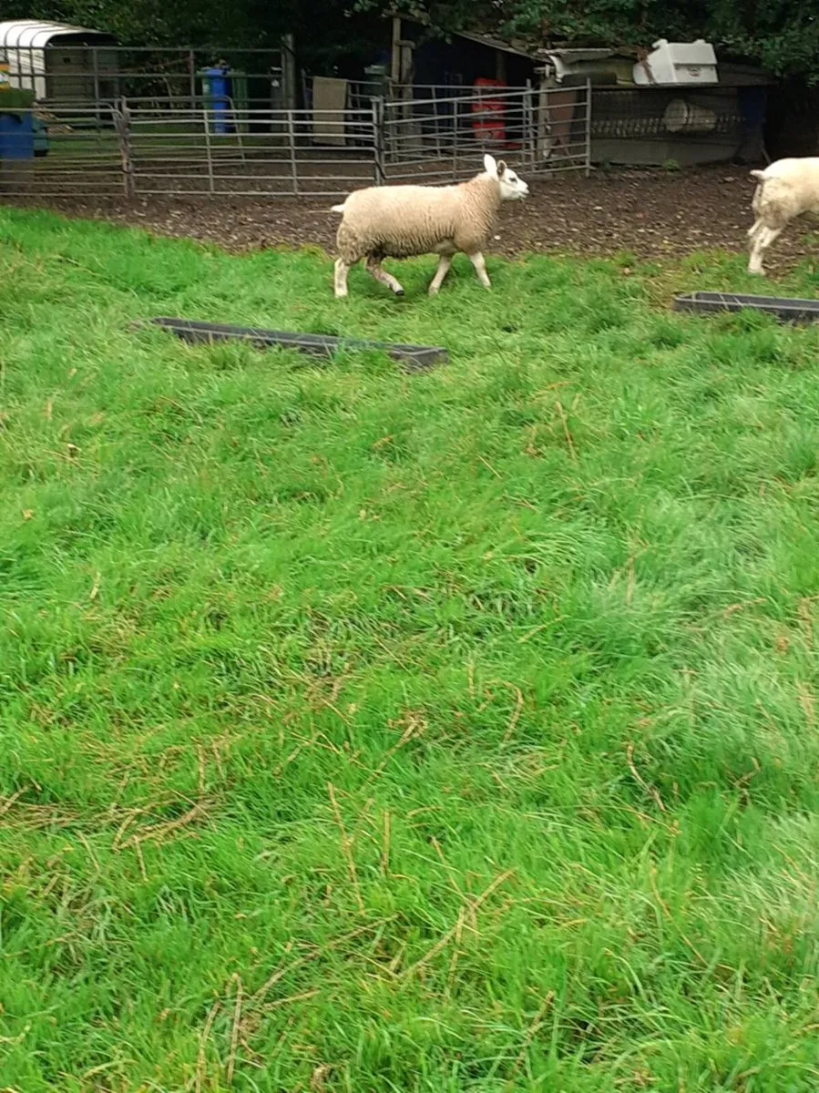 6 Ram Lambs all PBR Texel - Image 3