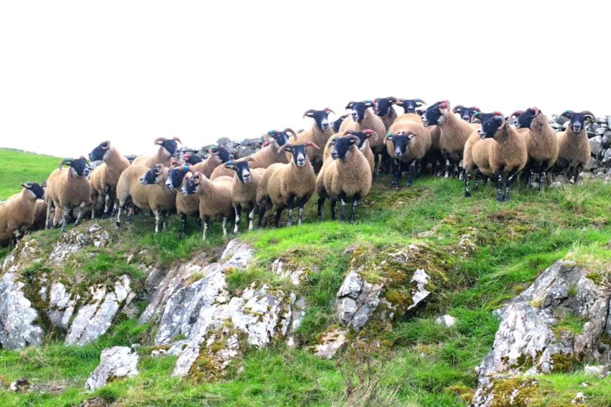 🔥🔥Lanark hoggets - Image 1