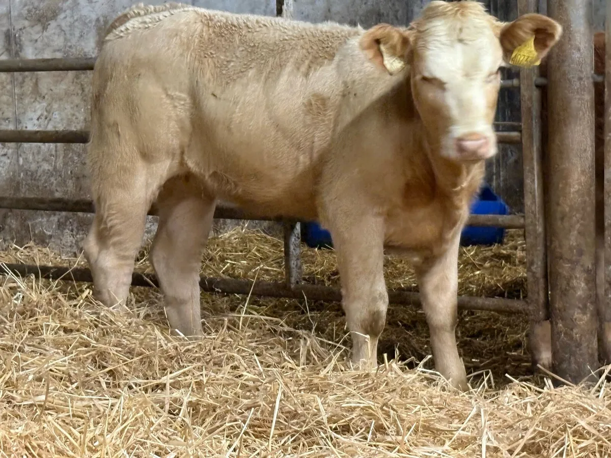 12 smashing charlois heifer weanlings - Image 2