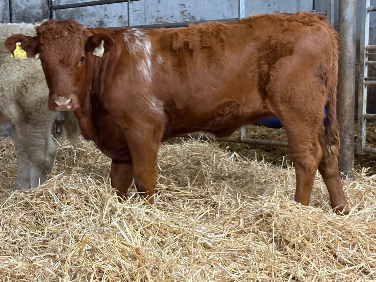 12 smashing charlois heifer weanlings - Image 3