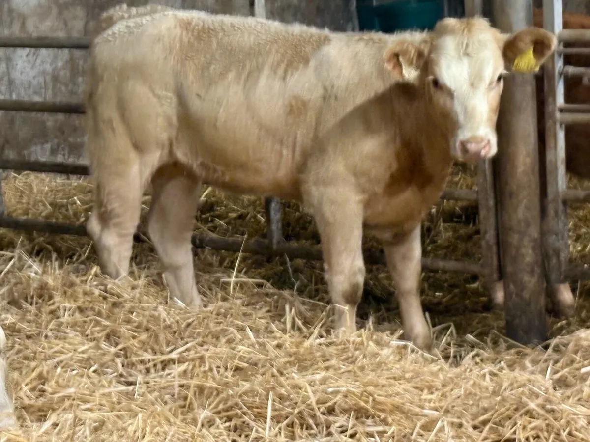 12 smashing charlois heifer weanlings - Image 4