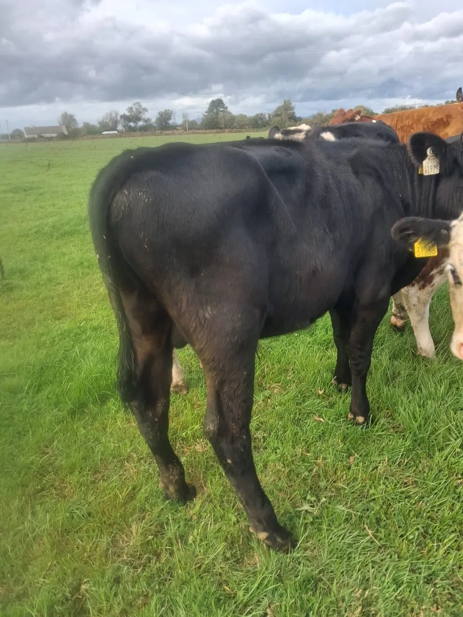 25 Wealing Calves bulls and Heifers - Image 2