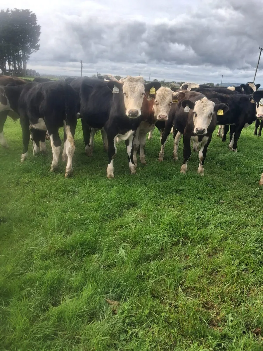 25 Wealing Calves bulls and Heifers - Image 3