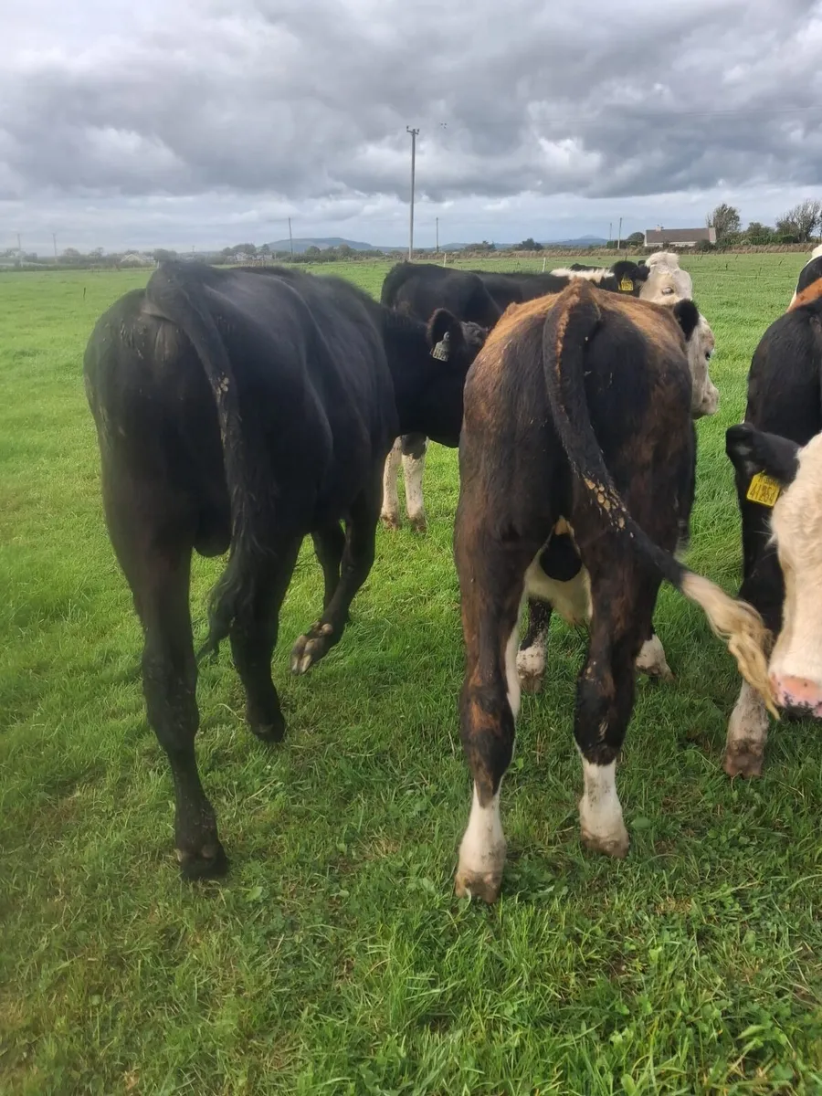 25 Wealing Calves bulls and Heifers - Image 4