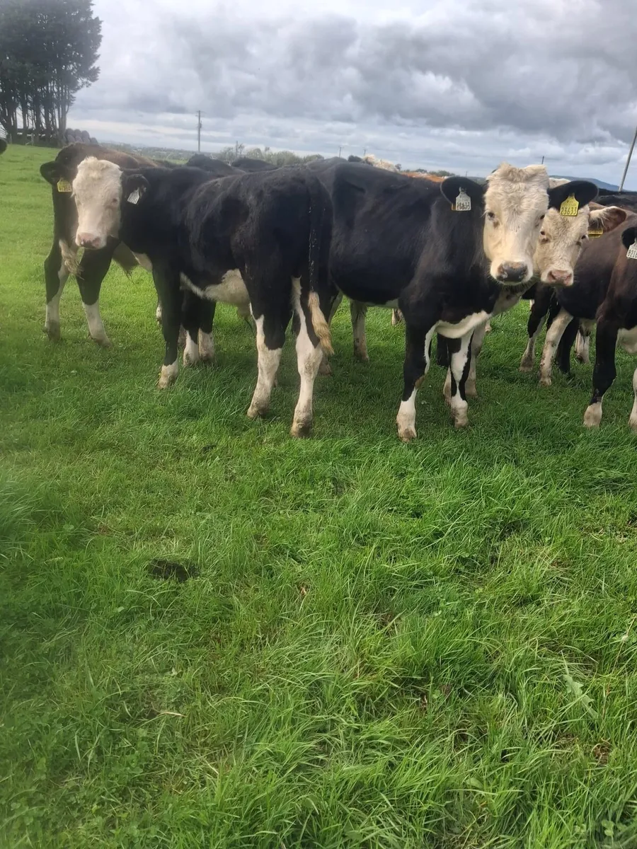 25 Wealing Calves bulls and Heifers - Image 1
