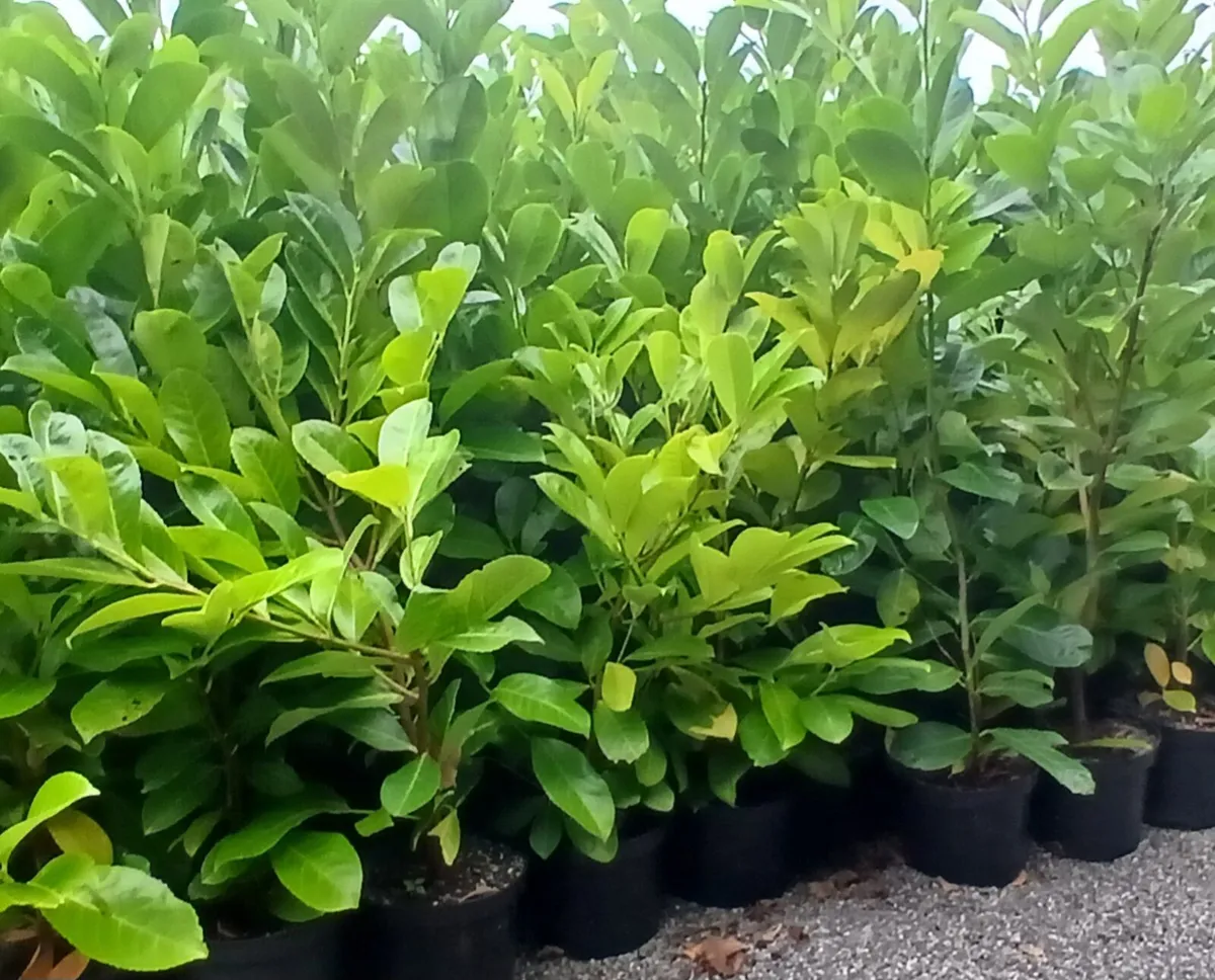 Laurel Hedging Plants €2.50