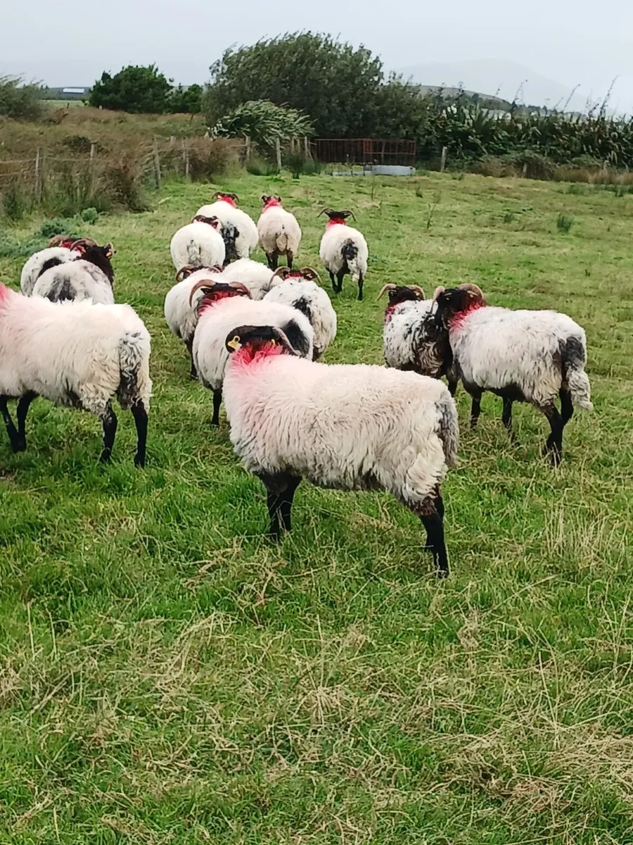 Sheep - Image 1