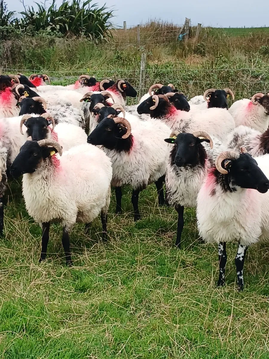 Sheep - Image 3