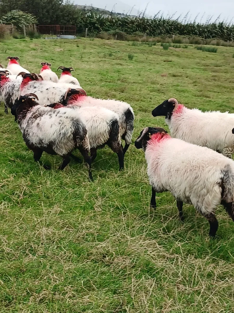 Sheep - Image 2