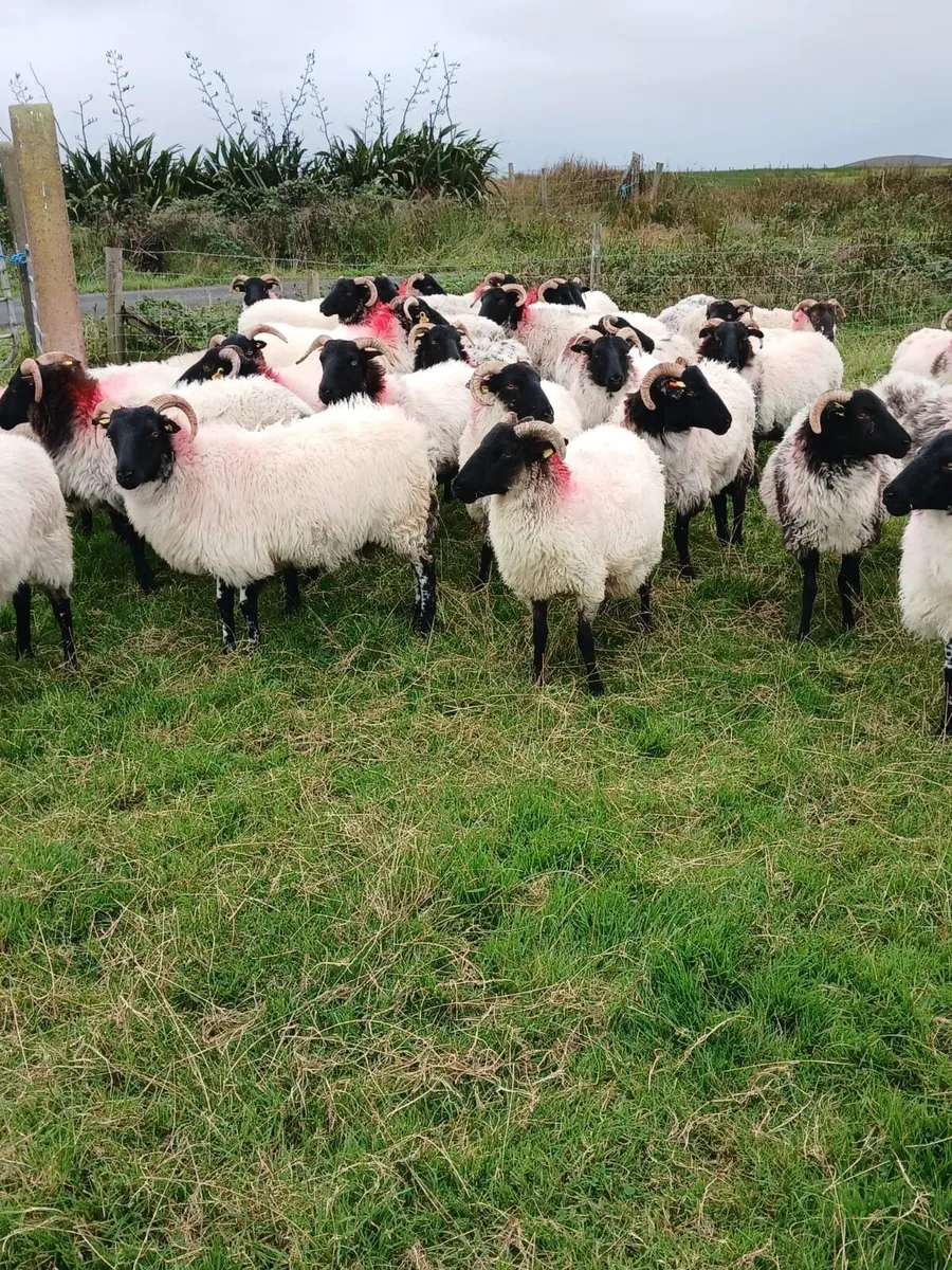 Sheep - Image 4