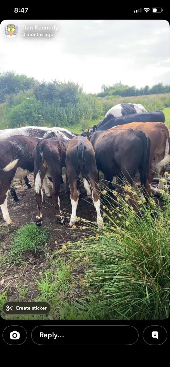 Cattle housing wanted