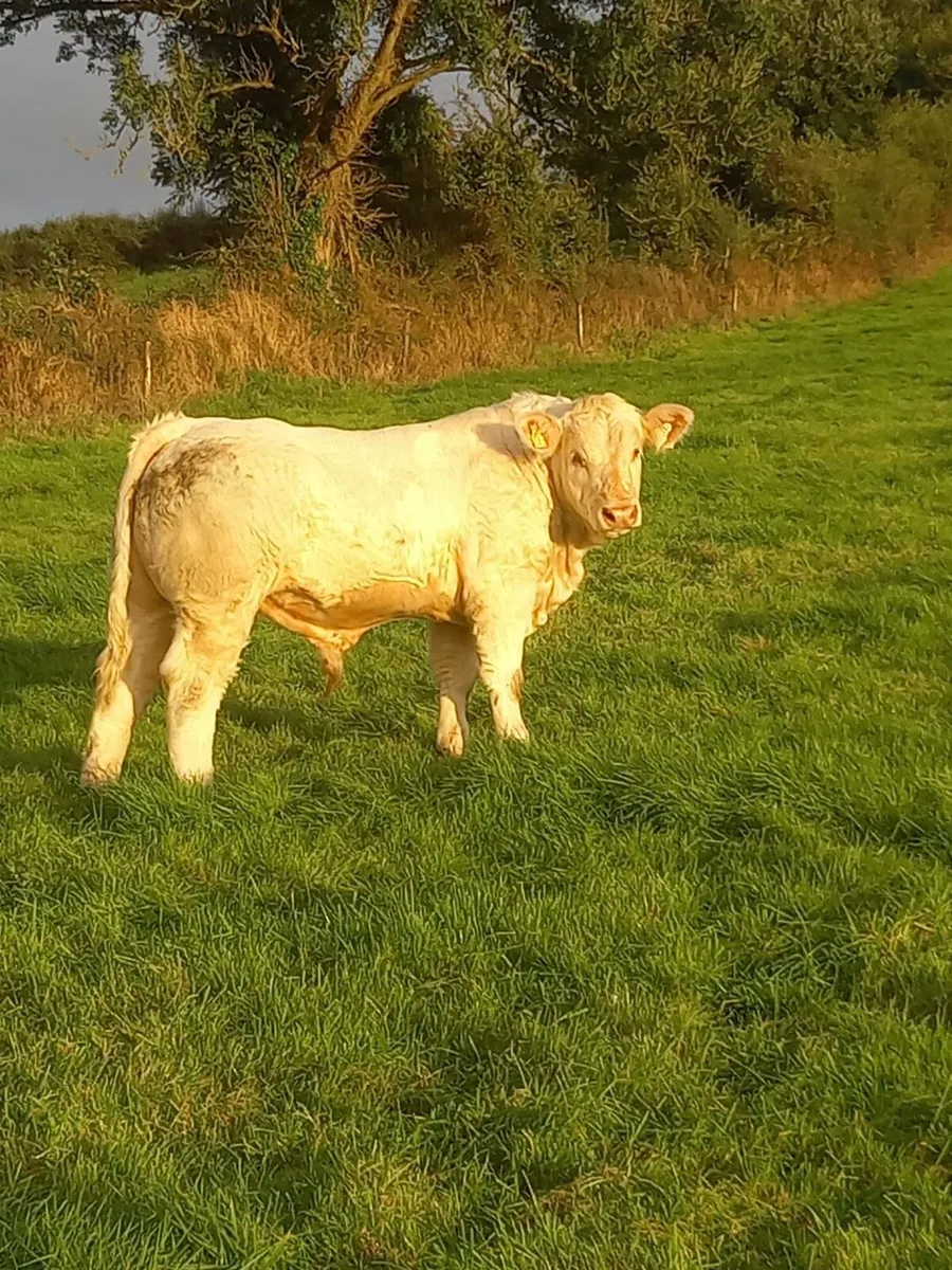 Charolais bull - Image 1