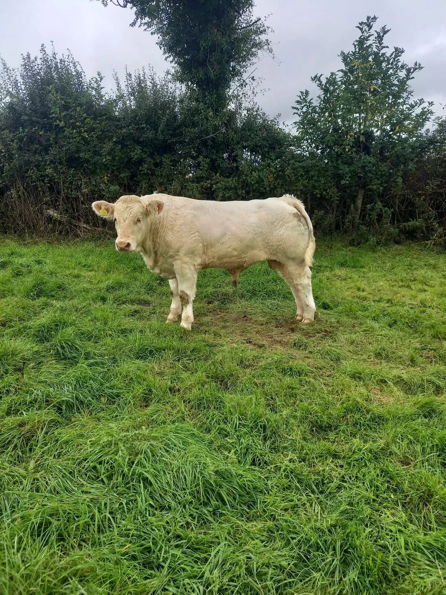 Charolais bull - Image 2