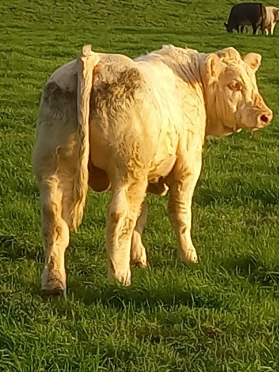 Charolais bull - Image 3