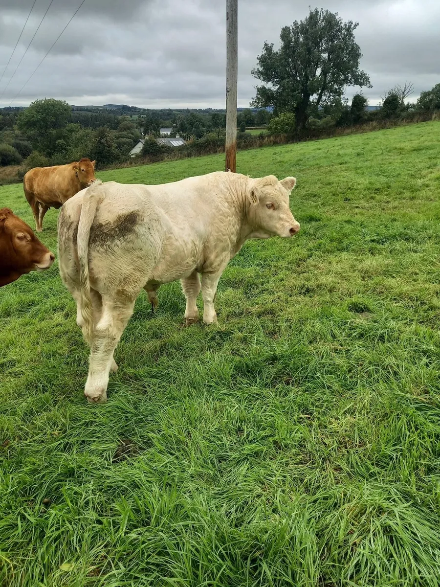 Charolais bull - Image 4