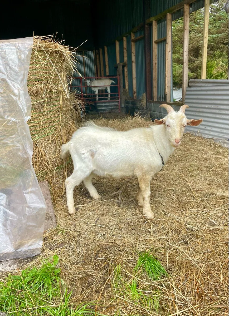 Buckling goat - Image 1