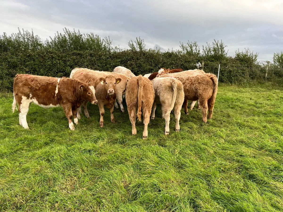 Weanling heifers - Image 3