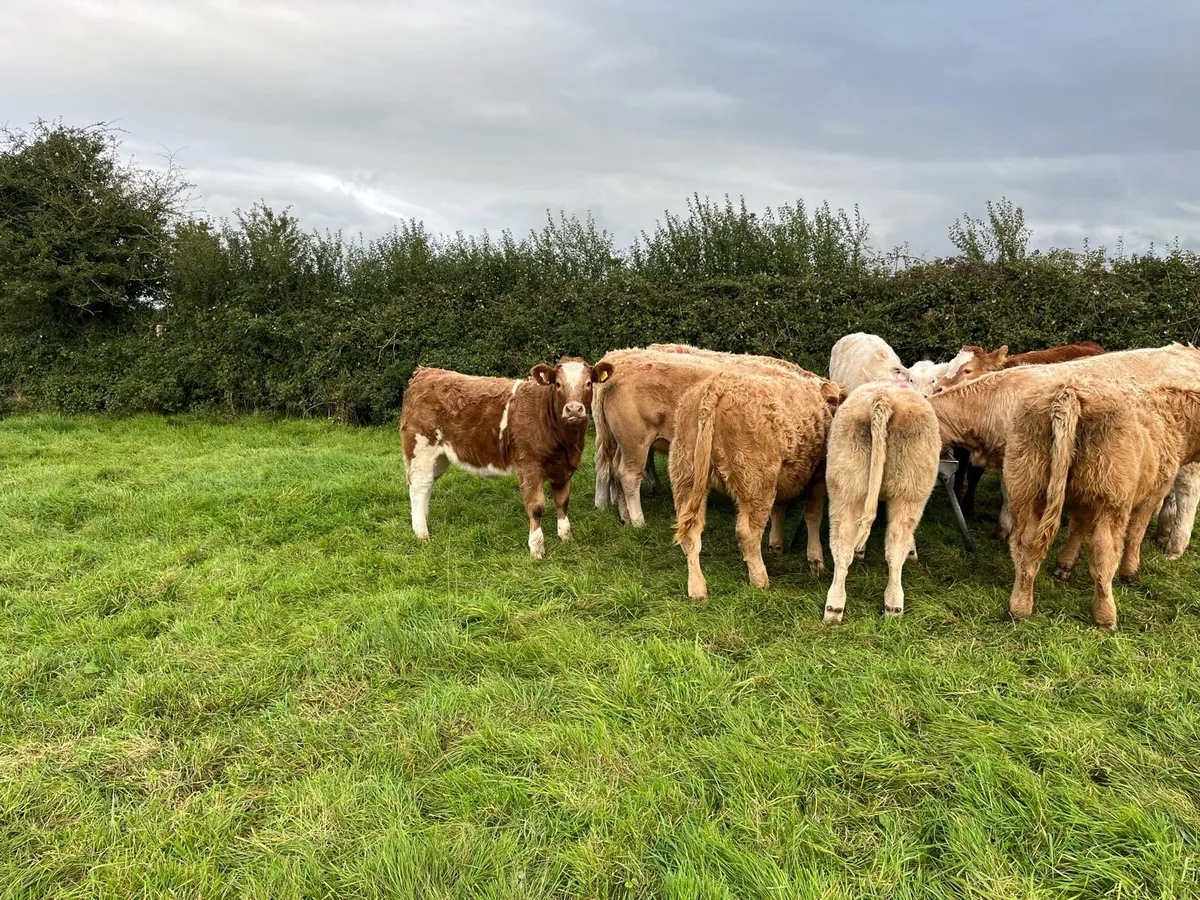 Weanling heifers - Image 4