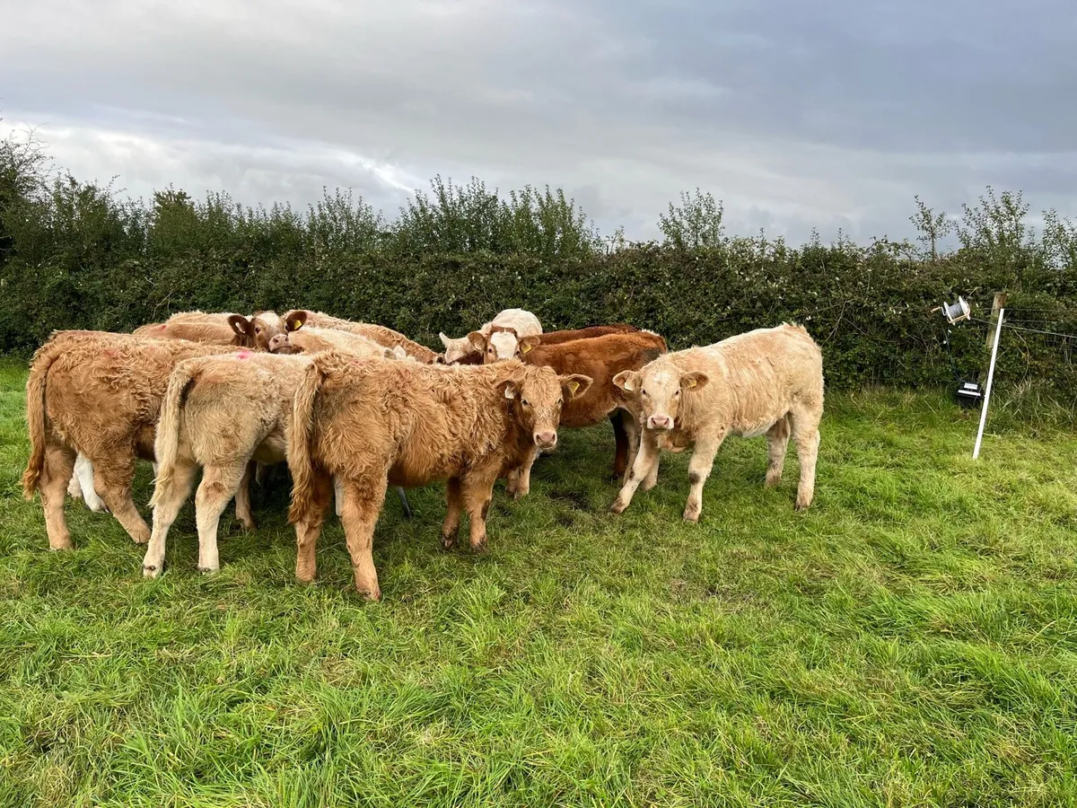 Weanling heifers - Image 2