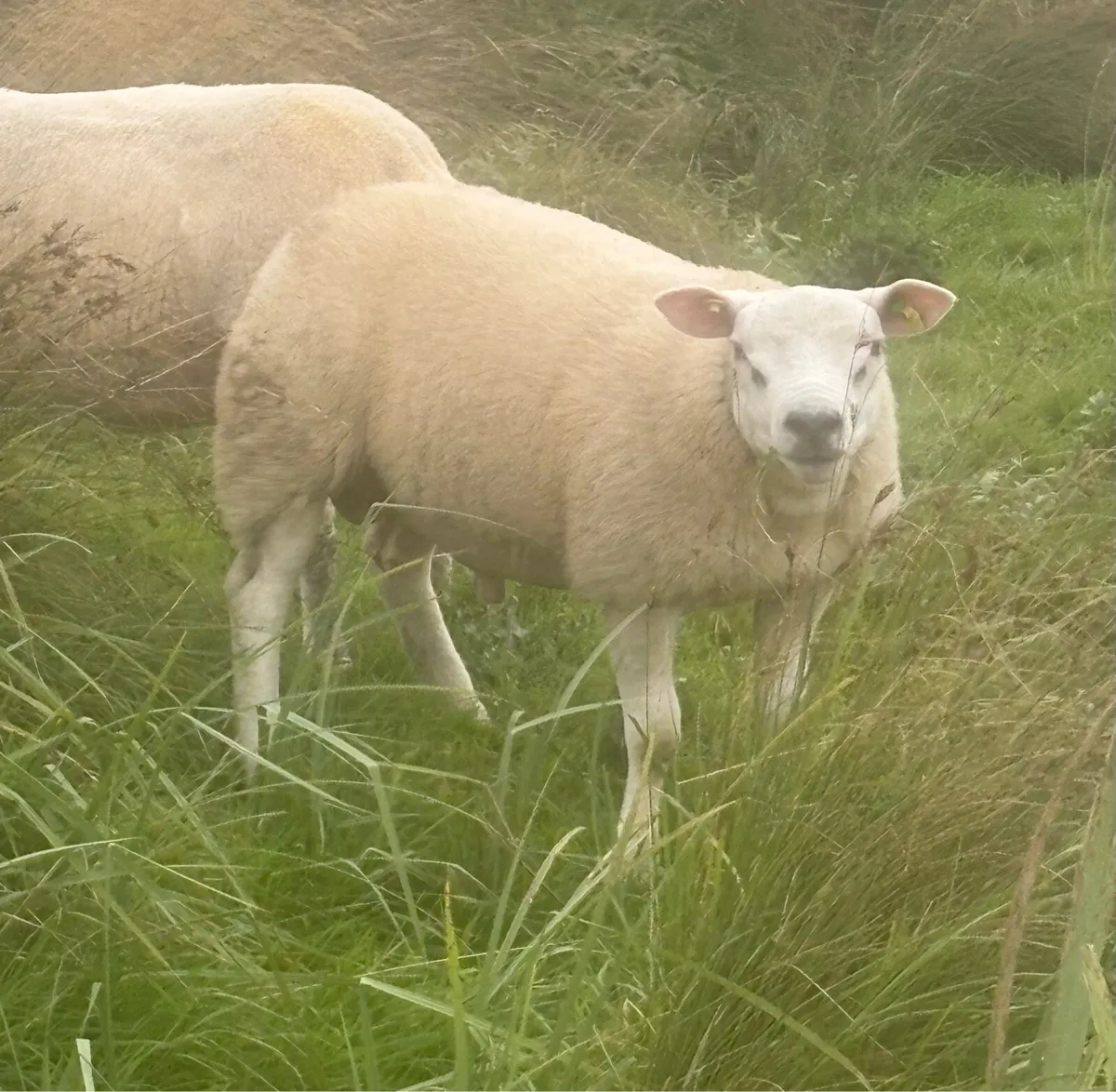 Texel Rams - Image 1