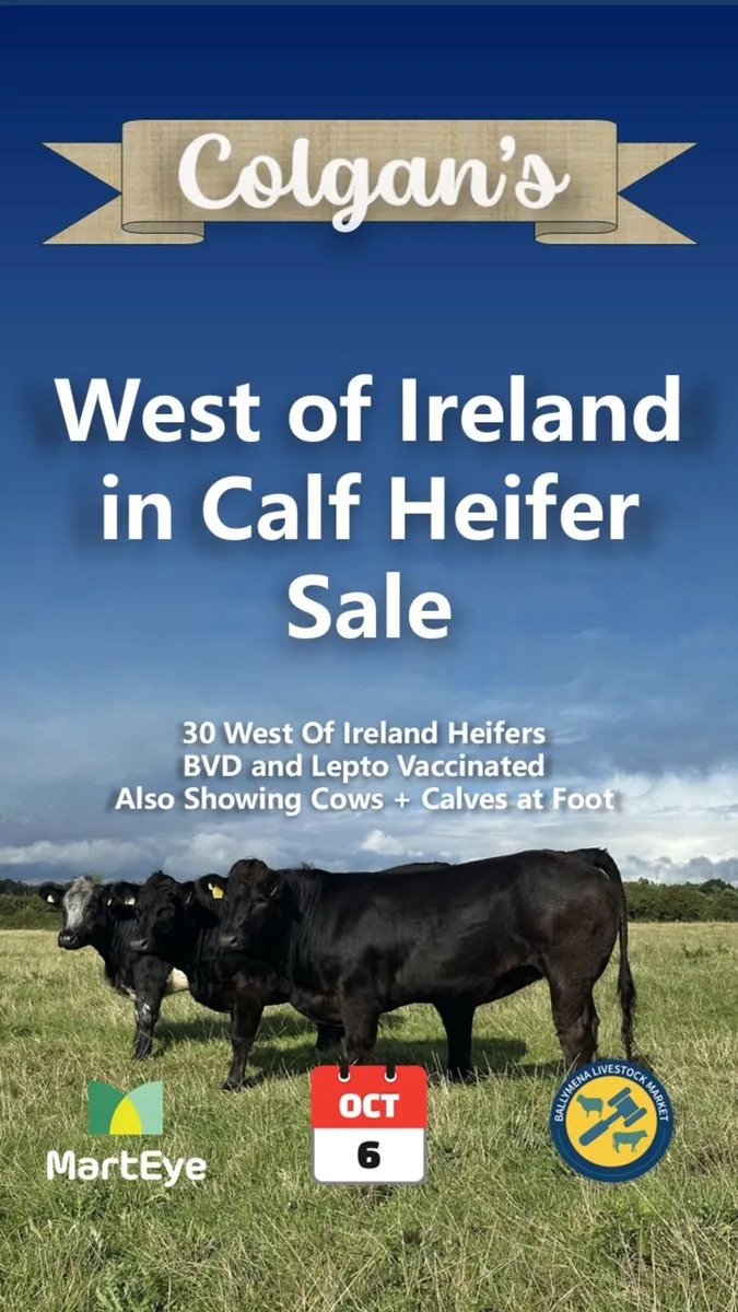 West of Ireland in Calf Heifers - Image 1