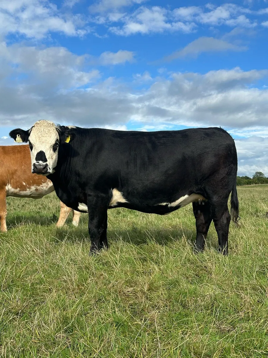 West of Ireland in Calf Heifers - Image 2