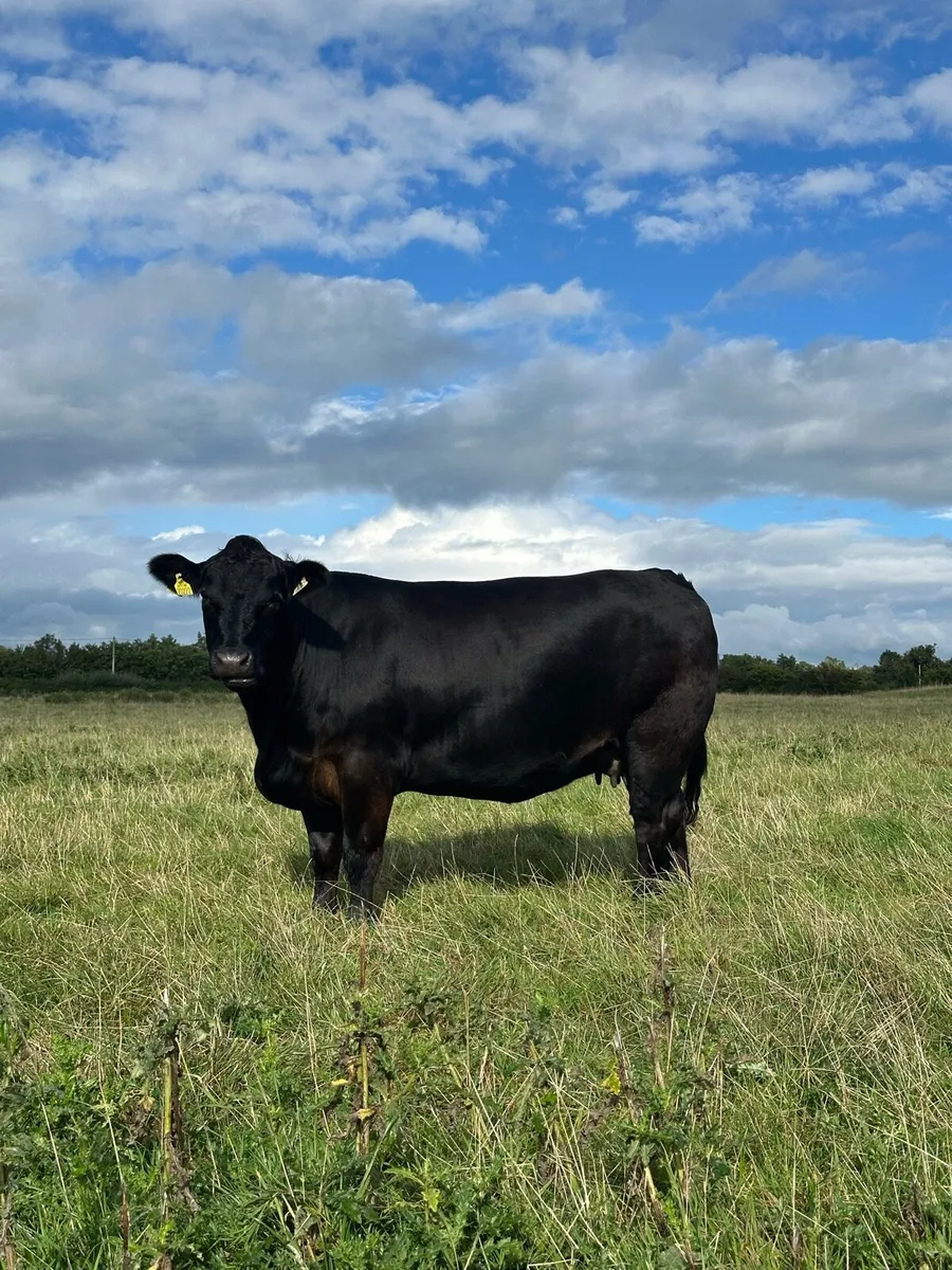 West of Ireland in Calf Heifers - Image 4