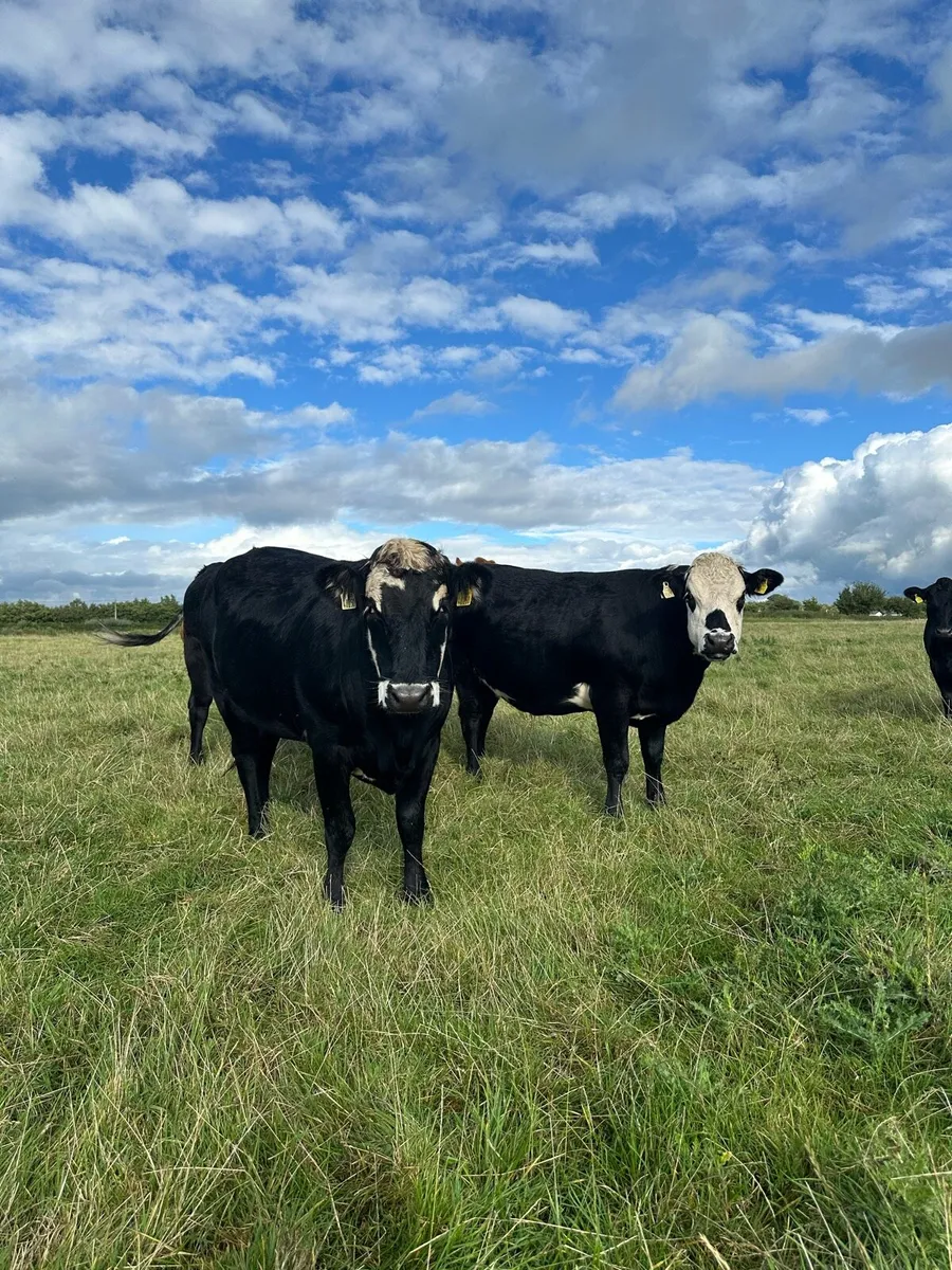 West of Ireland in Calf Heifers - Image 3