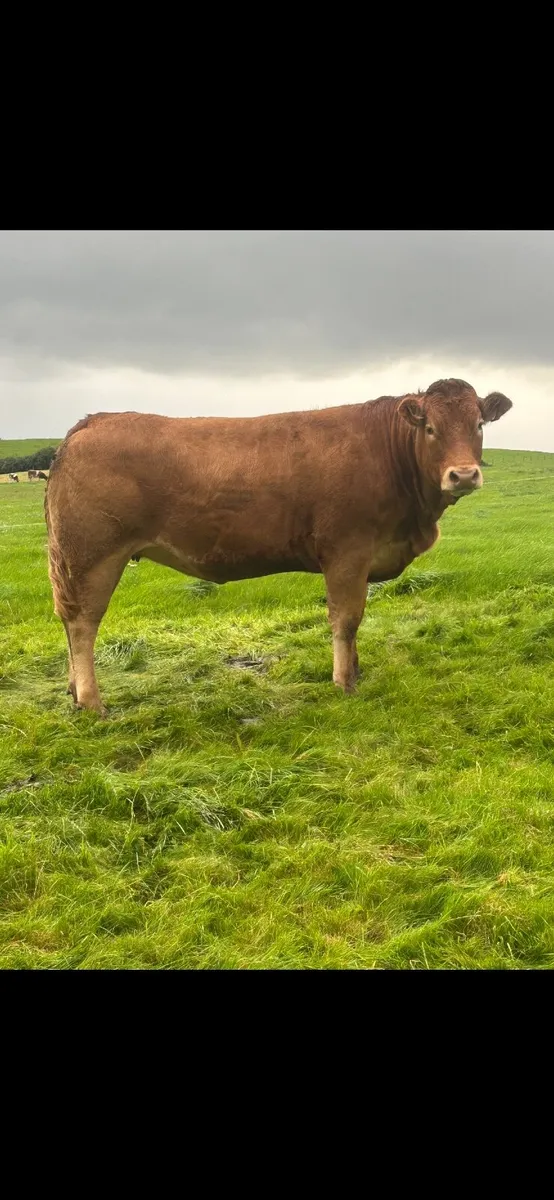Heifers Balla Mart Friday - Image 3