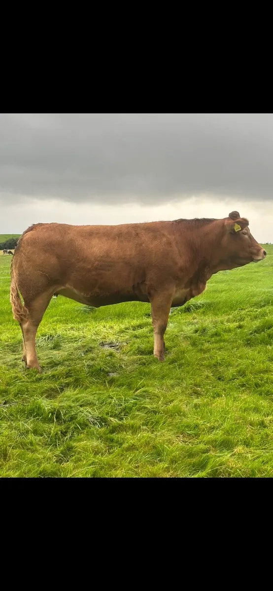 Heifers Balla Mart Friday - Image 4