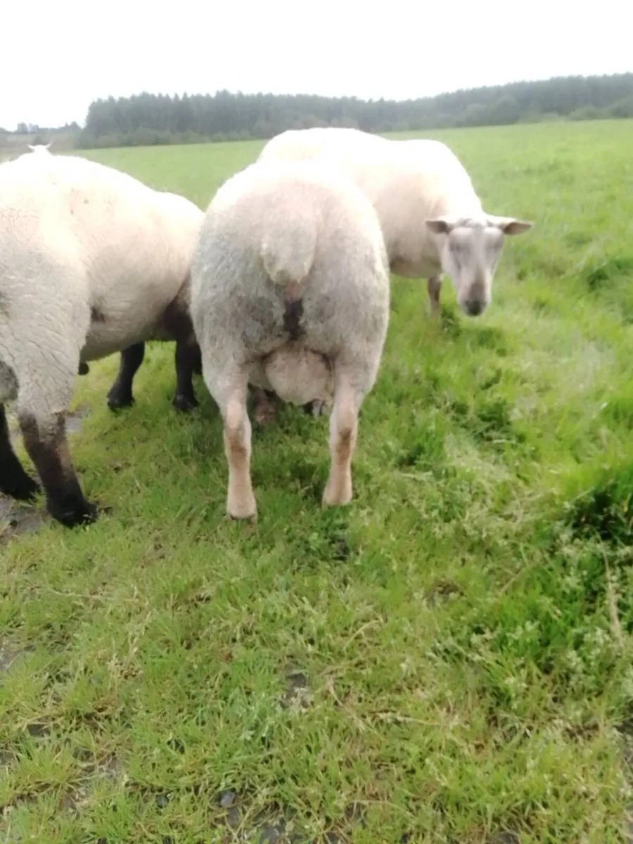 Sheep - Image 1