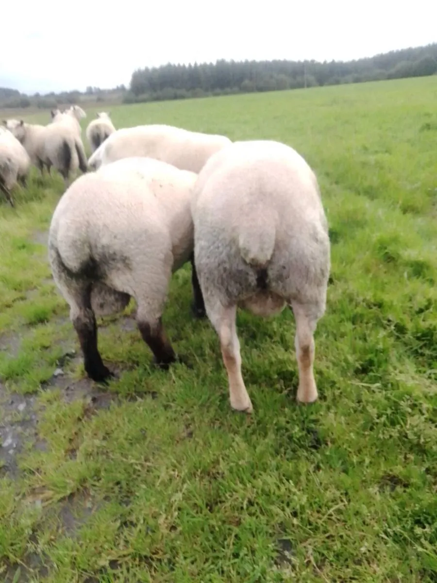Sheep - Image 2