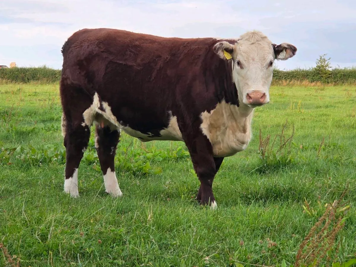 Hereford heifers - Image 3