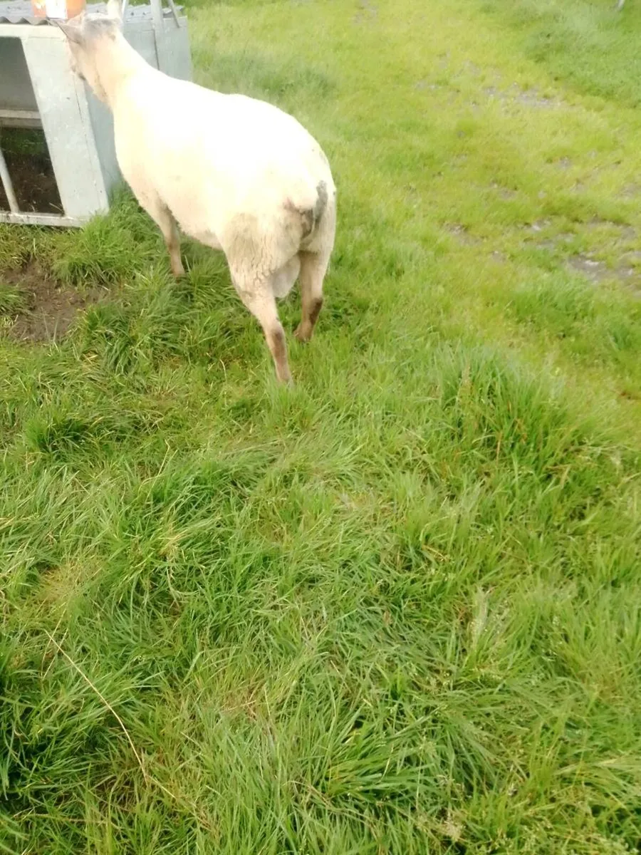 Sheep - Image 3
