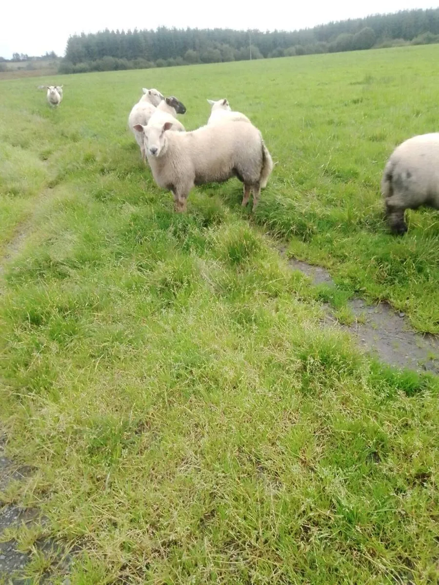 Sheep - Image 4