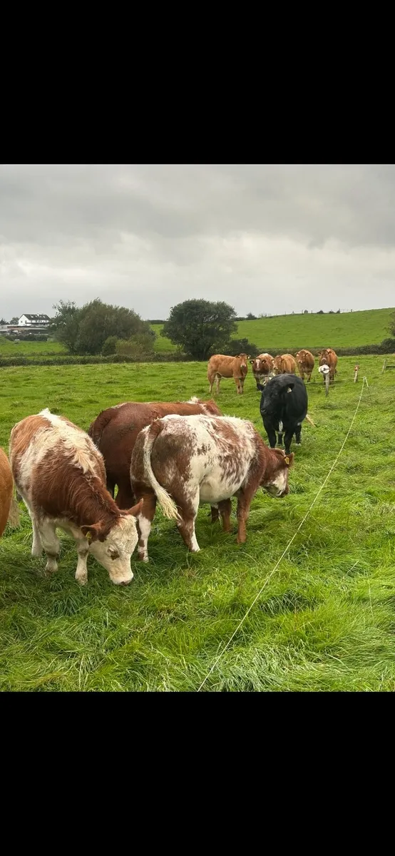 Heifers Balla Mart Friday - Image 1