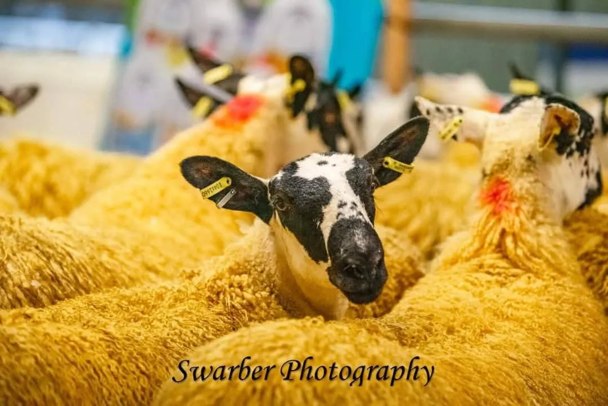 Mayo Mule 3rd Sale - Image 1