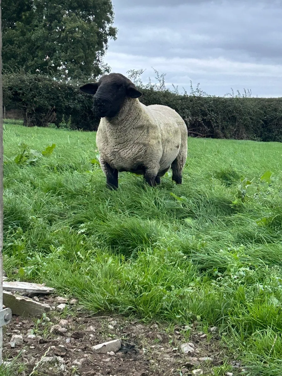 Suffolk Shearling Ram - Image 2